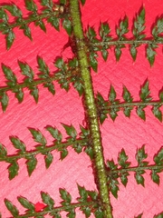 Polystichum setiferum
