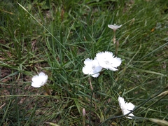 Dianthus cretaceus