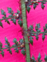 Polystichum setiferum