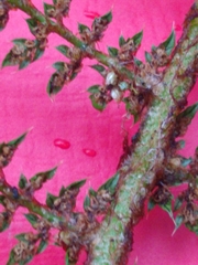 Polystichum setiferum