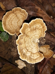 Trametes elegans