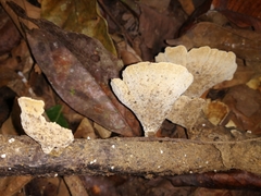 Trametes elegans