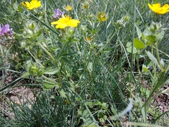 Potentilla adscharica