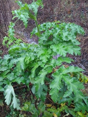 Heracleum sphondylium