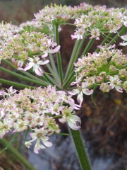 Heracleum sphondylium