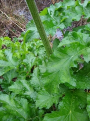Heracleum sphondylium