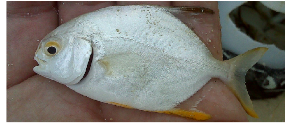 Xenobrama