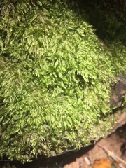 Catagonium nitens nitens