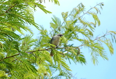 Microspingus cinereus