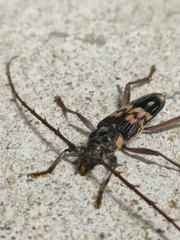 Phoracantha semipunctata