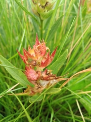 Acalypha punctata punctata