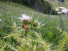 Cirsium obvallatum