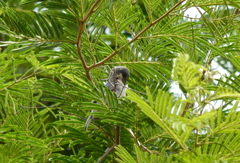 Microspingus cinereus