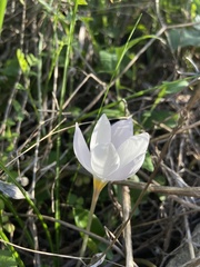 Crocus laevigatus