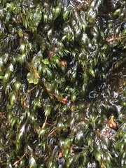 Fissidens fasciculatus