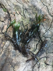 Fissidens fasciculatus