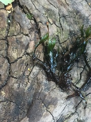 Fissidens fasciculatus