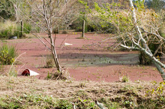 Azolla caroliniana