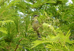 Microspingus cinereus