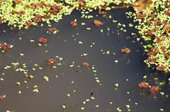 Azolla caroliniana