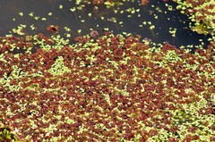 Azolla caroliniana