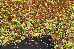 Azolla caroliniana