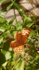 Aricoris indistincta