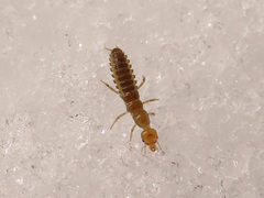 Nebriinae
