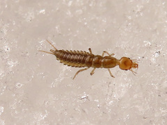 Nebriinae