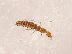 Nebriinae