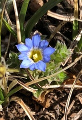 Gentiana squarrosa