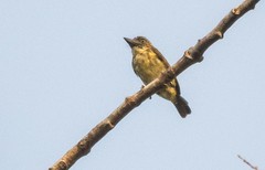 Pogoniulus scolopaceus