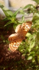 Aricoris indistincta