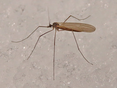Trichocera hiemalis