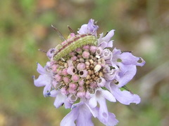 Stenoptilia bipunctidactyla