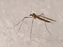 Trichocera hiemalis