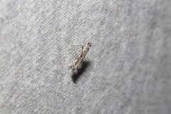 Neurobathra strigifinitella