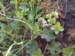 Alchemilla bombycina