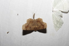 Metarranthis hypochraria