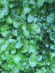 Symphyogyna podophylla