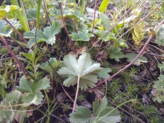 Alchemilla tephroserica