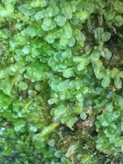 Symphyogyna podophylla