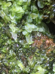 Symphyogyna podophylla