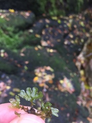 Symphyogyna podophylla
