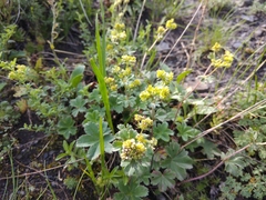 Alchemilla tephroserica