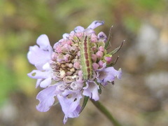 Stenoptilia bipunctidactyla