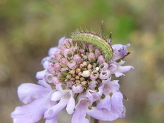 Stenoptilia bipunctidactyla
