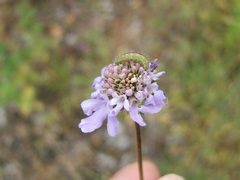 Stenoptilia bipunctidactyla