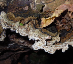 Auricularia mesenterica