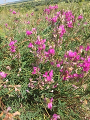 Hedysarum ucrainicum